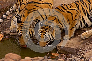 Tigers on waterhole