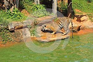 Tigers in zoos and nature