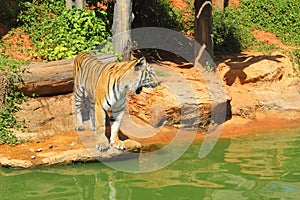 Tigers in zoos and nature photo