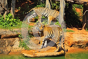 Tigers in zoos and nature