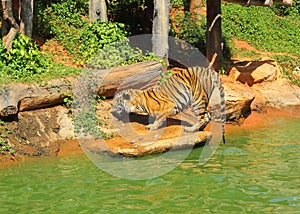 Tigers in zoos and nature photo