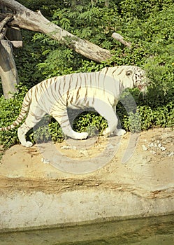 Tigers in zoos and nature