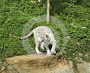 Tigers in zoos and nature photo