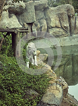 Tigers in zoos and nature photo