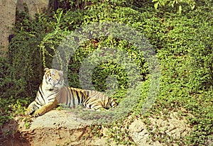 Tigers in zoos and nature