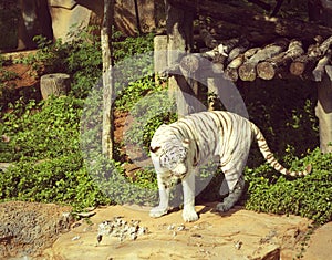 Tigers in zoos and nature