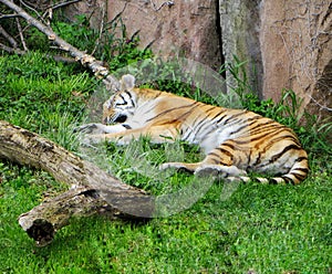 Tiger sleeping on the lawn at the zoo