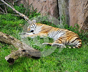 Tiger sleeping on the lawn at the zoo photo