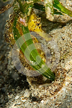 tigertail seahorse on a sandy bottom photo