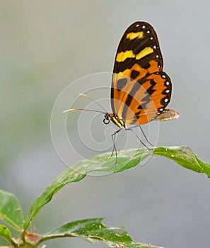 Tigerwing Butterfly