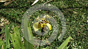 Tigger Flower in Nature Day