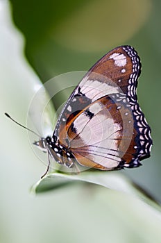 Tigger look butterfly profile side portrait