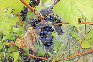 A tight bunch of wild grapes hang from a vine.