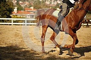 Tight close-up image of horse and rider