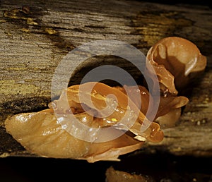 A tight close-up of a shelf of orange-brown fungal goo on a rotting log in Benbrook, Texas