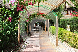 Tight green passage between the overgrown plants and flowers.