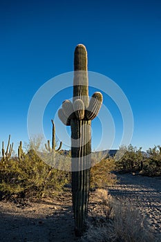 Tight Grouping Of Young Arms On Saguaro Cactus