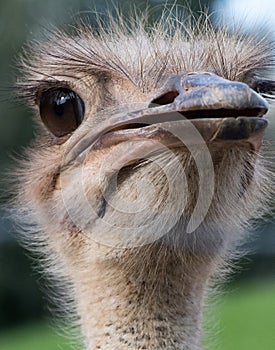 Tight head shot of an ostrich