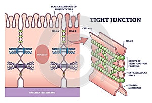 Tight junction as cellular barrier between epithelial cells outline diagram