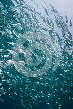 A tight school of Indian mackerel