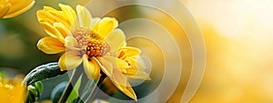 A tight shot of a yellow bloom against a backdrop of green foliage, the scene gradually softening towards a blurred background photo