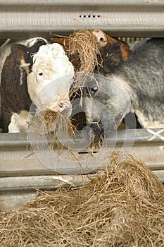 Tight squeeze for lunch