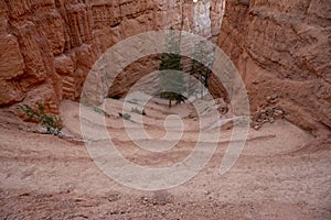 Tight Switchbacks Drop Down The Navajo Loop Trail In Bryce