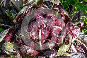 Tightly curled red cabbage leaves in autumn