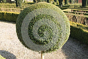 Tightly Cut Topiary Ball.