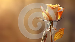 tightly golden rose