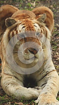 Tigon is the hybrid offspring of a male tiger and a lioness, or female lion.