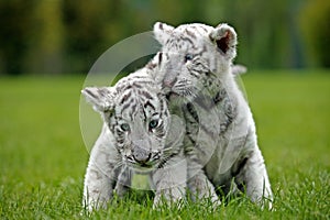 TIGRE BLANC panthera tigris