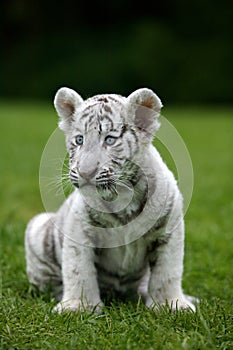 TIGRE BLANC panthera tigris