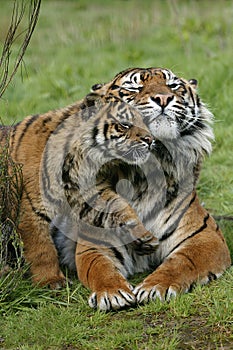 TIGRE DE SUMATRA panthera tigris sumatrae
