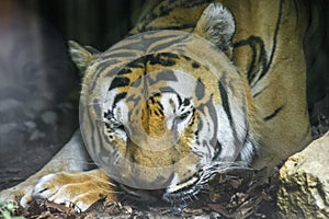 Tigre Reale del Bengala photo