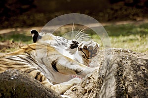 Tigre reposed photo