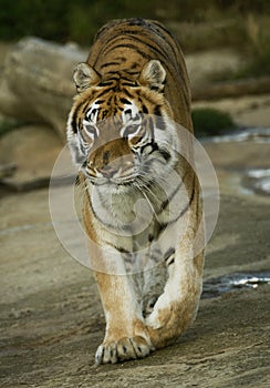 Tigress 1