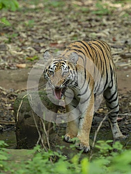 Tigress with a aggressive look at Tadoba Tiger reserve Maharashtra,India