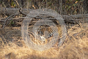 Tigress Approching waterhole in Pench national Park,Madhya Pradesh