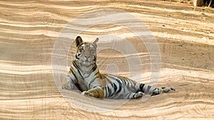 Tigress of Bandhavgarh Proudly Sitting On Road