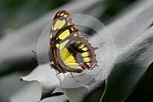 Tigress Butterfly