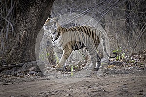 Tigress checking her territory in the forest of Bandhavgarh.