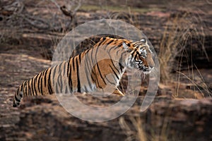 A Tigress climbing on the rock, Ranthambore Tiger Reserve