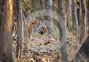 Tigress cmoing out of treeline at Pench national Park,Madhya Pradesh