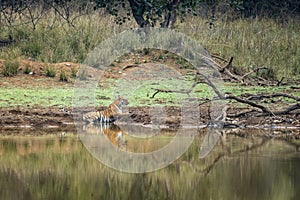 Tigress cooling off in waterhole at Tadoba Tiger reserve Maharashtra,India