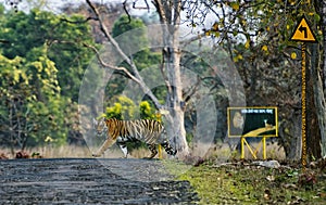 Tigress Crossing near sign board, Tadoba, Maharashtra, India