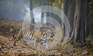 Tigress Crossing the road