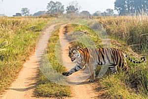 A tigress crossing a safari track while calling her cubs