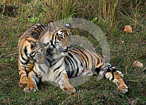 Tigress and cub. photo