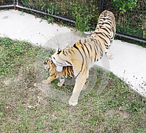 Tigress with cub in aviary, Safari Park Taigan, Crimea.